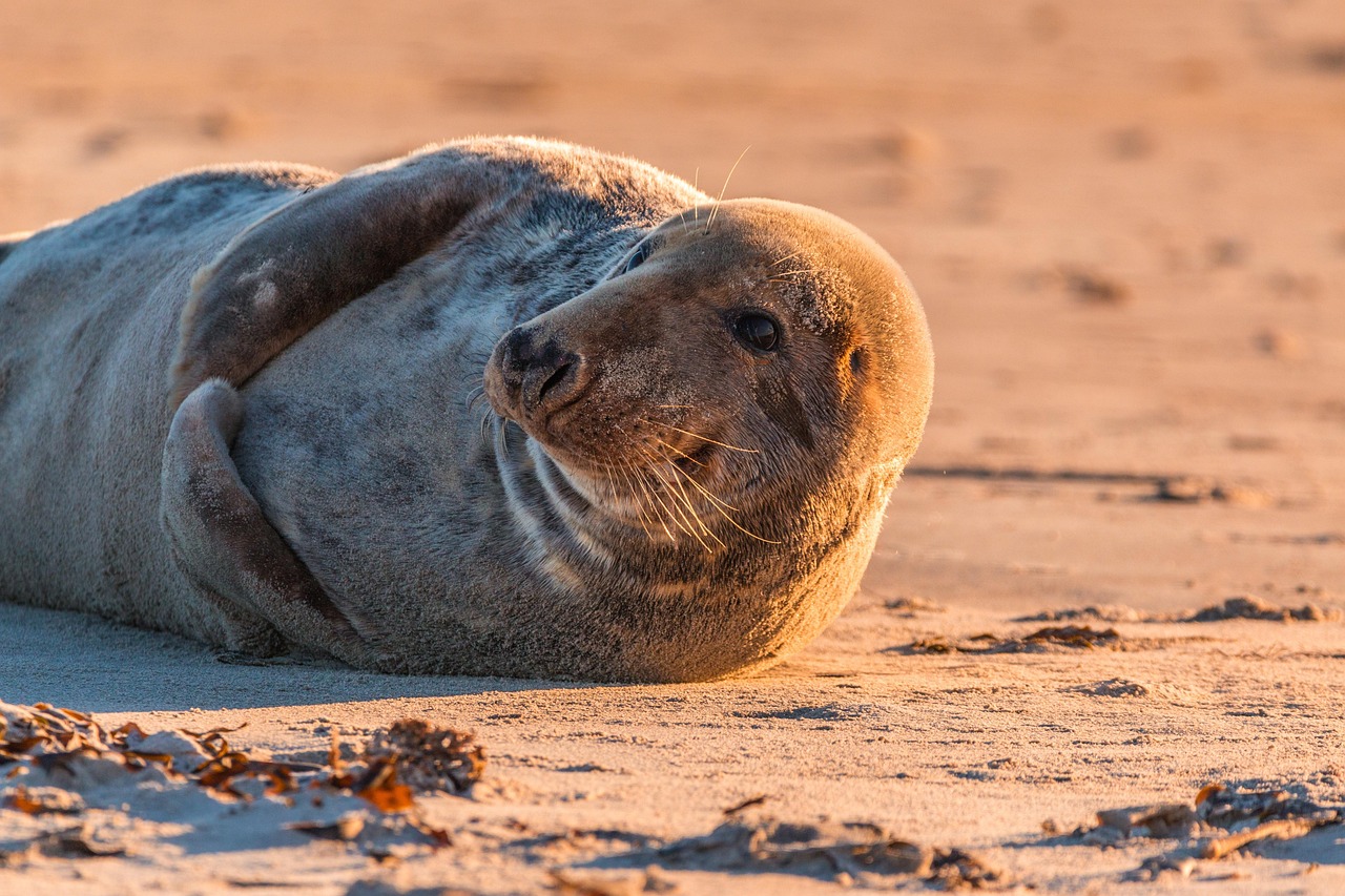 gray seal, seal, halichoerus grypus, beach, dune, nature, helgoland, north sea, sea island, island, sea, water, sea creatures